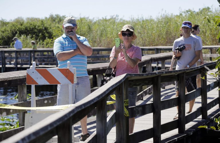 In this Friday, Oct. 17, 2014 photo, tourists take photos along the boardwalk of the Anhinga Trail where National Park Service archaeologists are doing a survey of the Anhinga Slough in Everglades National Park, Fla. Archeologists are collecting sediment, looking for artifacts which were first discovered at the site when it was dredged in 1968. (AP Photo/Lynne Sladky)