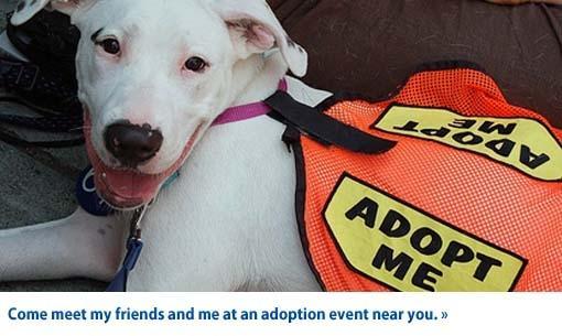 Give a shelter animal hope for the holidays