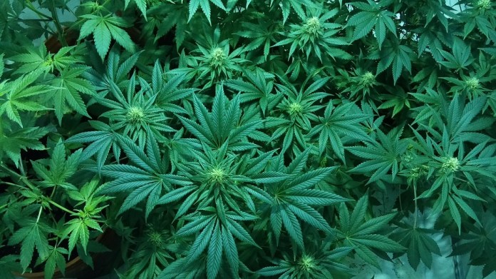 Obama’s Drug Policy Legacy: Overdose Deaths and Youth Pot Use