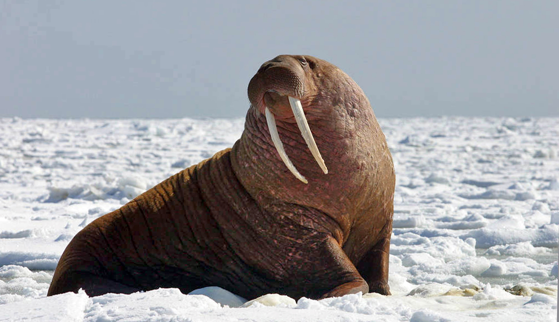 Walrus not endangered, government says