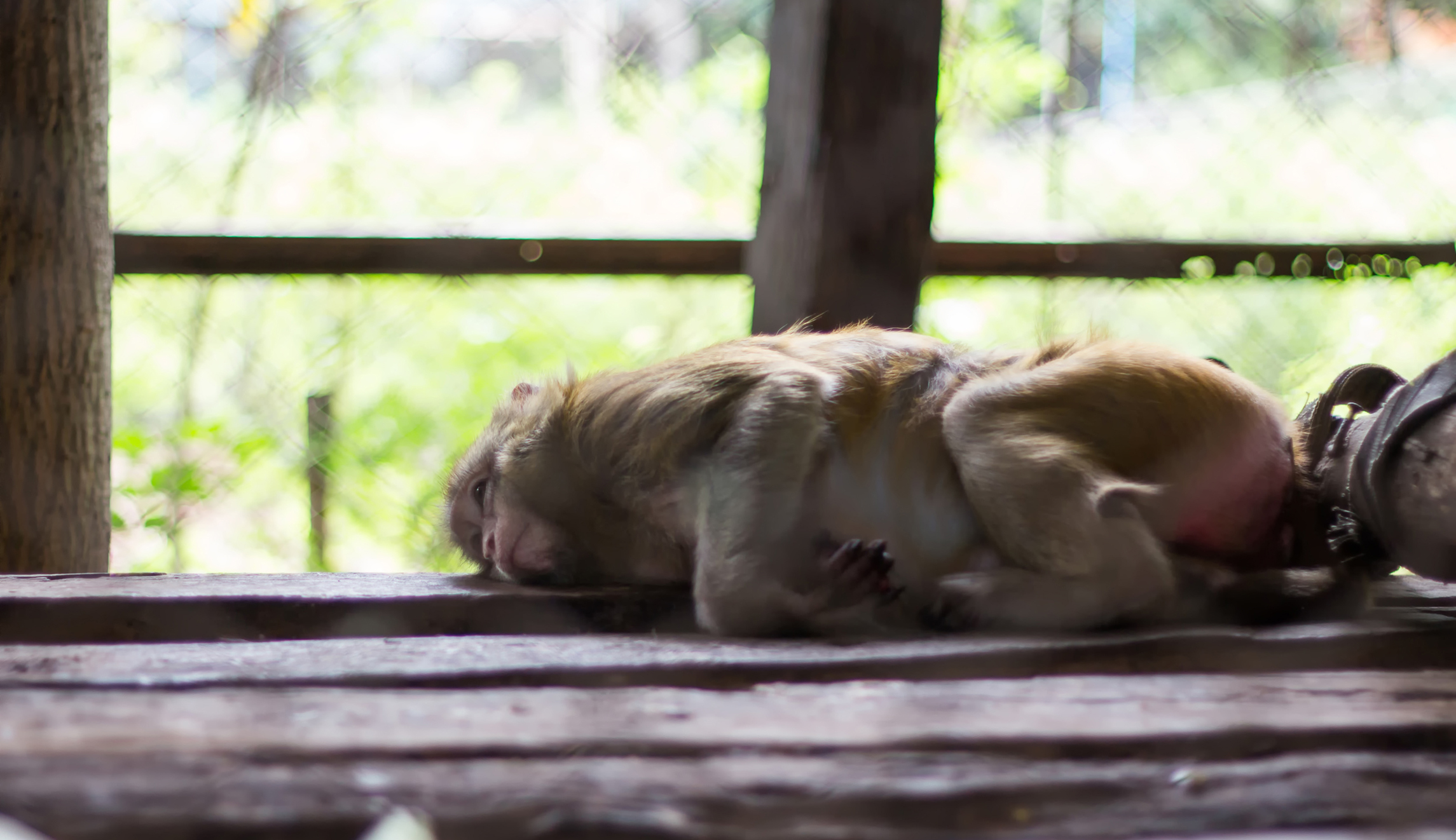 Volkswagen apologizes for using monkeys in experiments to cheat emissions tests