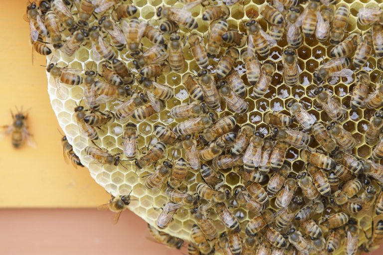 Honeybee populations have collapsed in recent years, and the EPA has identified pesticides as one of the many stressors contributing to the population decline. (AP Photo/John Minchillo)