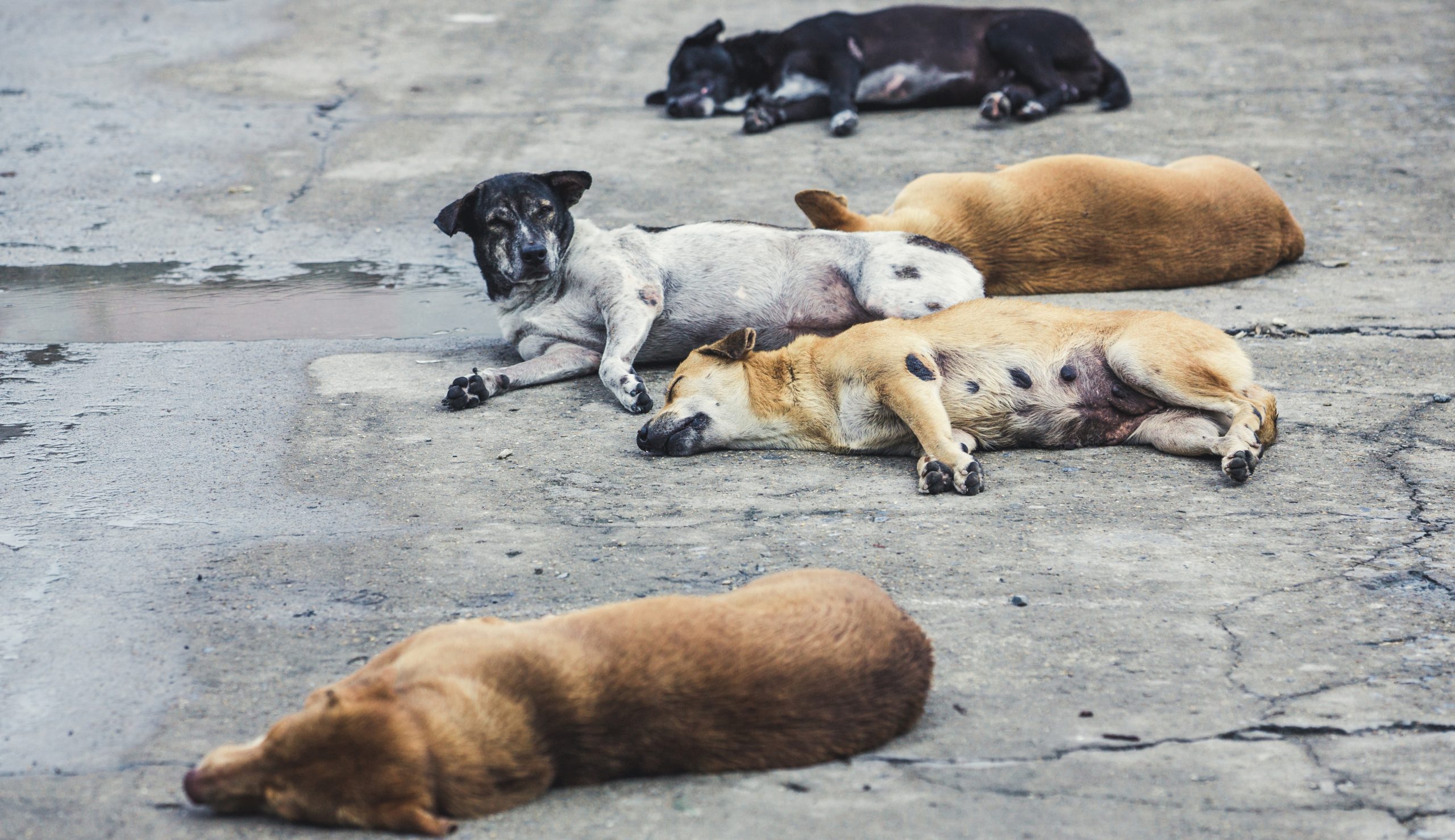 EPA reauthorizes ‘cyanide bombs’ used to kill predators