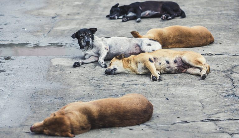 EPA issued no warning about popular flea collar linked to 1,700 pet deaths: Report
