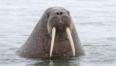 Walrus sinks Russian Navy boat in the Arctic Ocean