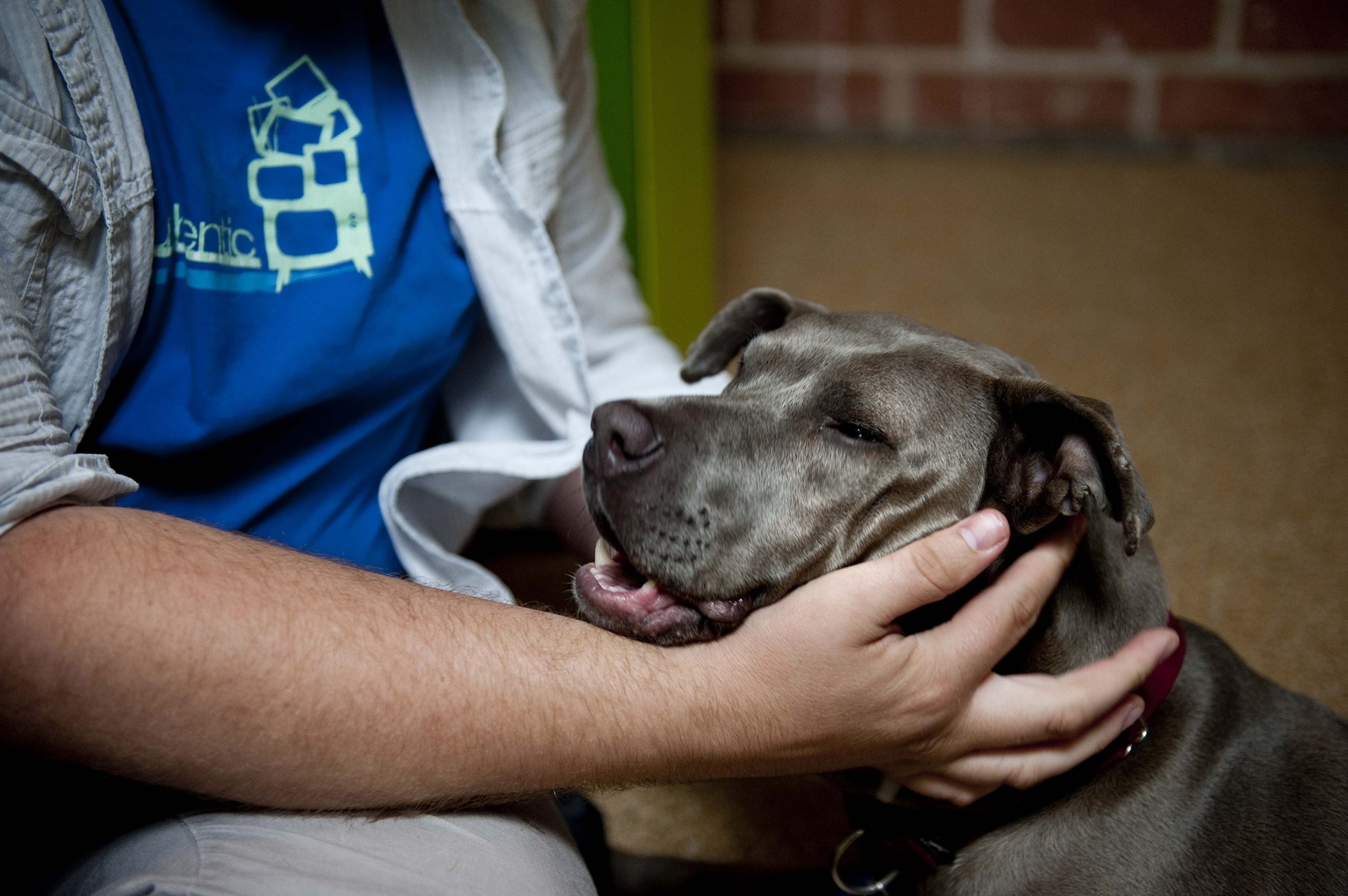 Pets Dogs at Work