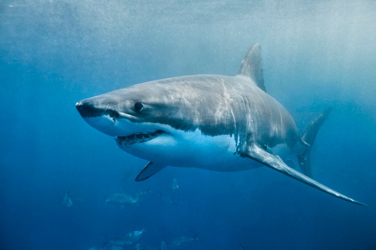 The Shark Fin Trade Elimination Act, which has bipartisan support, would ban all trade of shark fins within the United States. (iStock Photo)