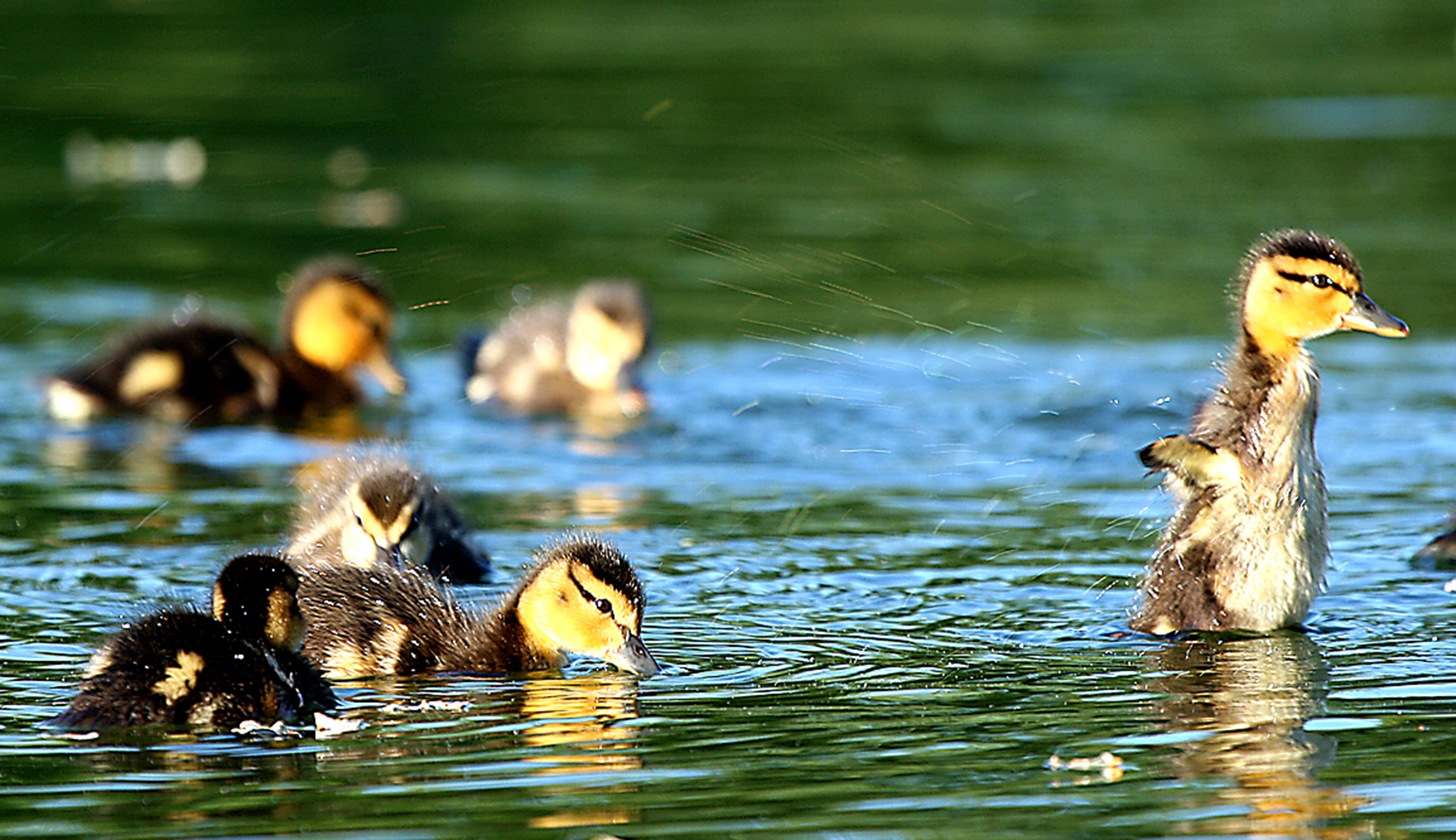 Duck-killing parasites infest Lincoln Memorial’s iconic pool