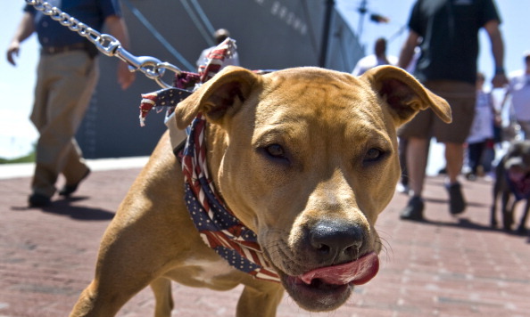 Pit bull legislation expected for Maryland special session