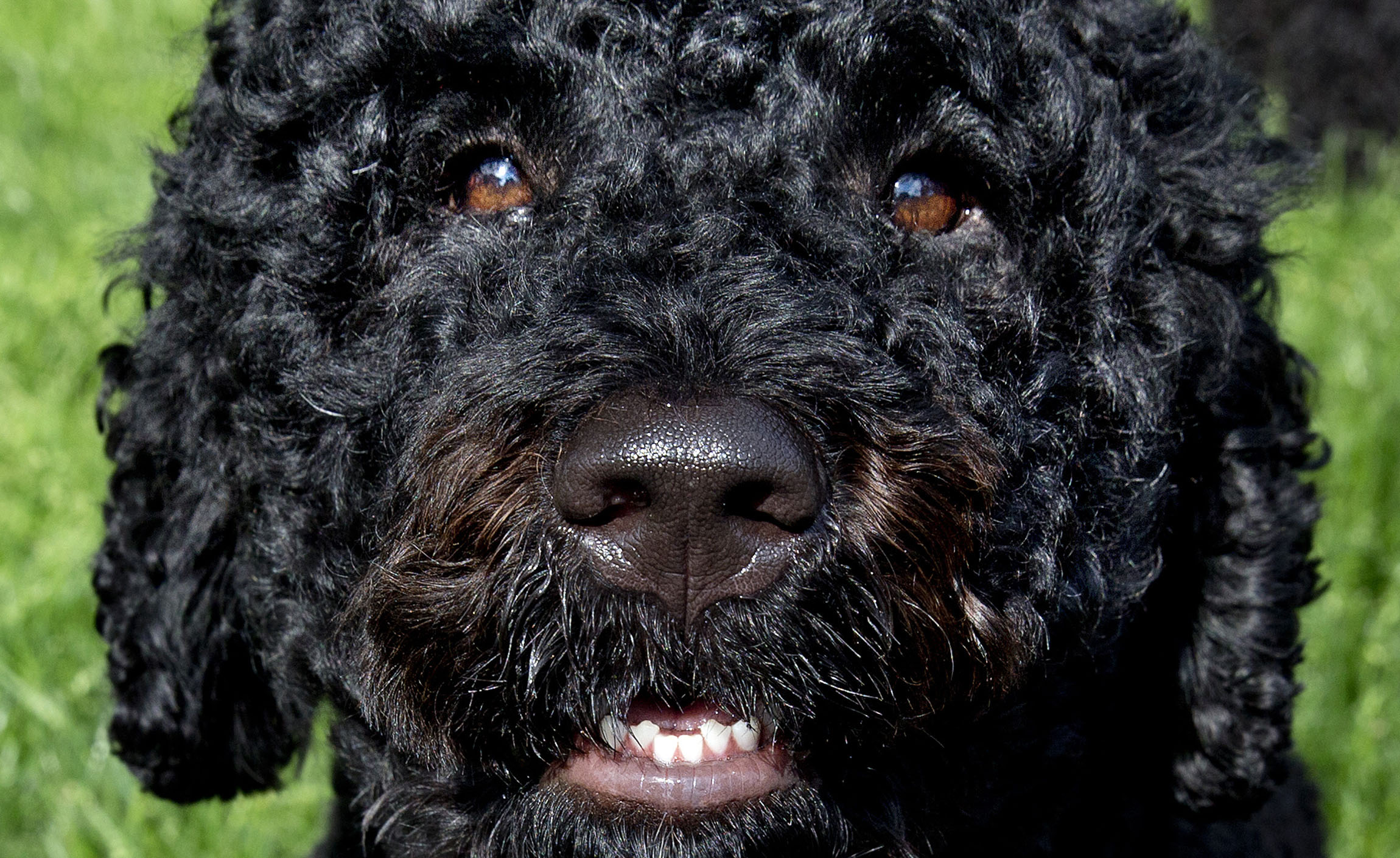 Obama’s dog bites White House visitor