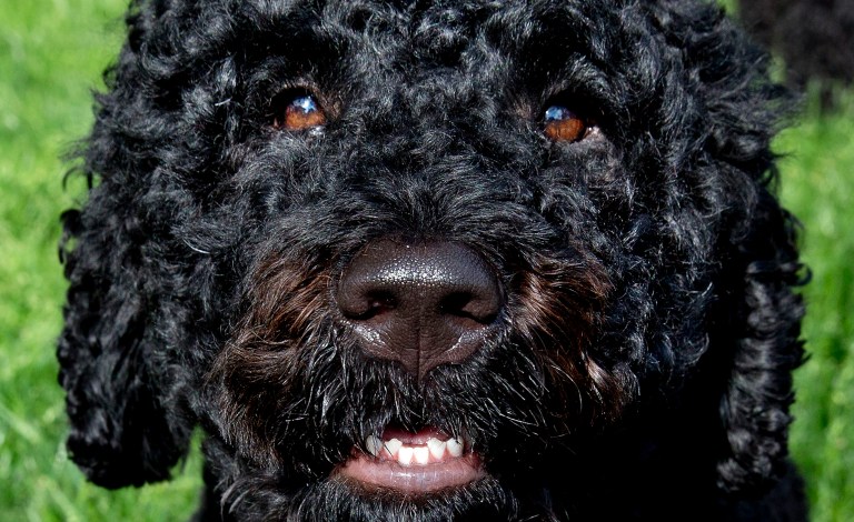 President Obama's 4-year-old dog Sunny bit an 18-year-old woman visiting the White House on Monday, leaving her requiring stitches. (AP Photo/Jacquelyn Martin)
