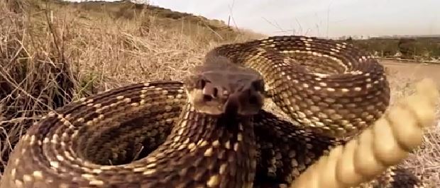 Huckabee releases ‘rattlesnake’ ad on terrorism to supporters