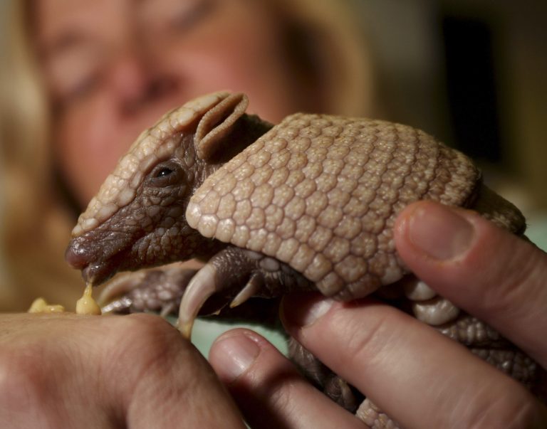 FILE - In this Nov. 22, 2007 file photo, Emit, a four-week-old southern three-banded armadillo, eats bananna off the hand of keeper Dawn Strasser at the Cincinnati Zoo, in Cincinnati. An environmental group in Brazil launched on Tuesday, May 20, 2014, an effort to save the endangered three-banded armadillo, the mascot for the international soccer tournament that starts next month in Brazil. The group hopes the fact that the endangered armadillo is the Cup mascot, will help society and government become more aware of the importance of saving the armadillo and its natural habitat from extinction. (AP Photo/Tom Uhlman, File)