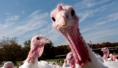Thanksgiving 2017 by the numbers