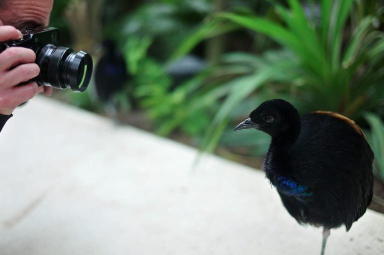 A man photographs an Agami, at the Vincennes Zoo, in Paris, Tuesday, April 8, 2014. Its gray, man-made mountain that might lure King Kong still protrudes over treetops, but nearly everything else has changed as Paris' best-known zoo prepares to re-open after a multi-year, multimillion-euro (dollar) makeover.  (AP Paris/ Thibault Camus)