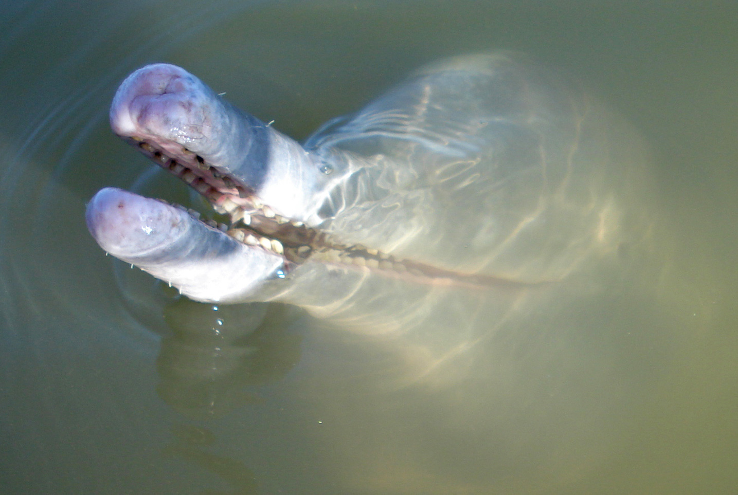 New river dolphin species found in Brazil