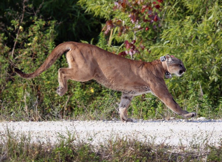 A 2-year-old Florida panther, listed as 