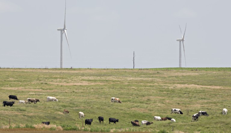 Cattle graze near wind turbines at the Invenergy LLC Buckeye Wind Energy Center in Hays, Kansas, U.S., on Thursday, June 29, 2017.