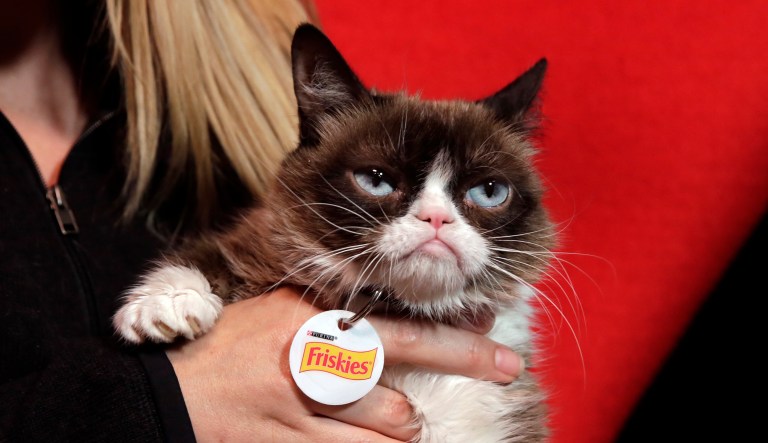 In this Nov. 14, 2016 photo, Grumpy Cat poses for photos in New York. The social media star posted her Top 10 pet peeves on her new blog at Pawculture.com.
