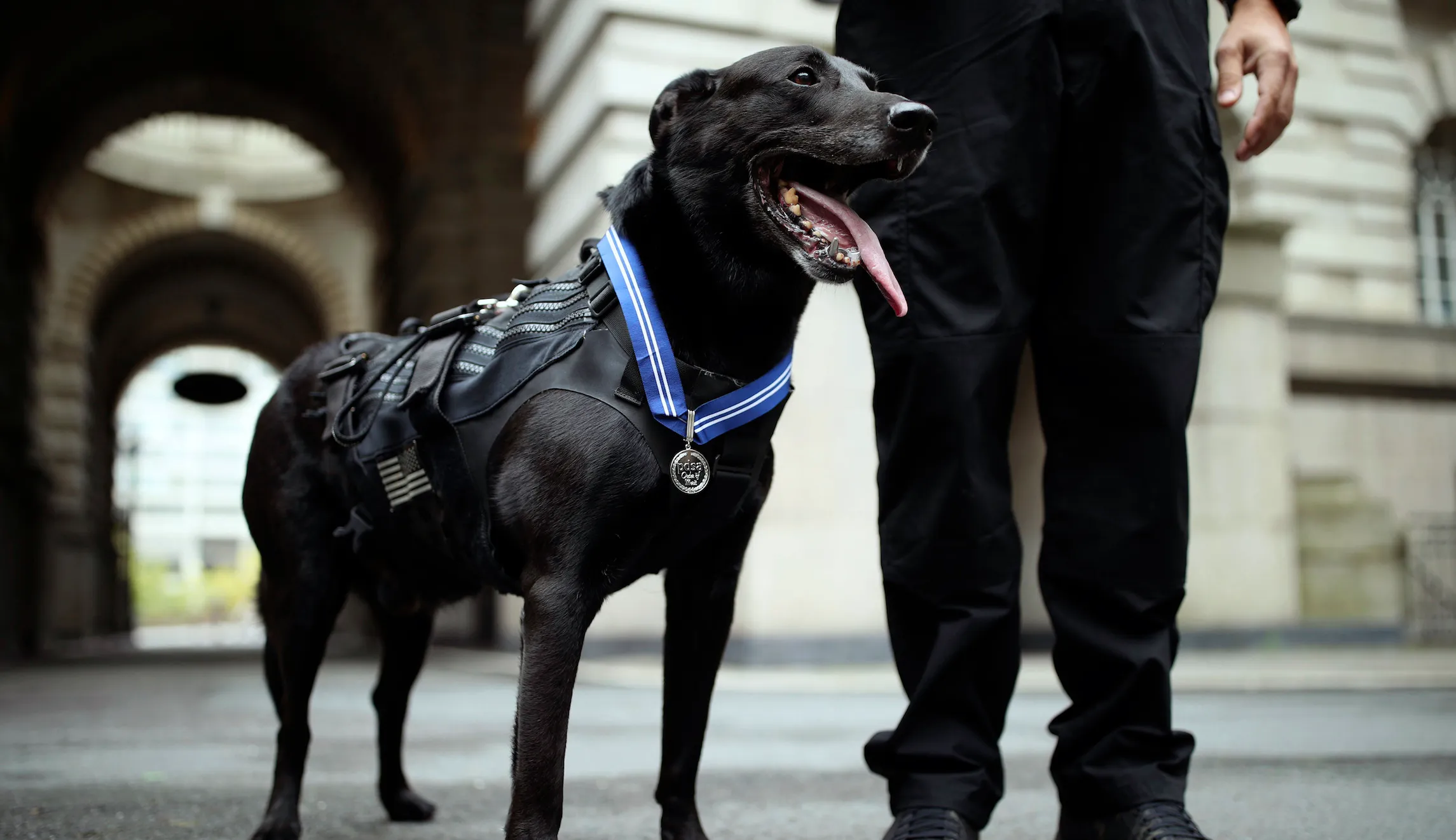 Secret Service dog who stopped White House intruder honored with award in Britain