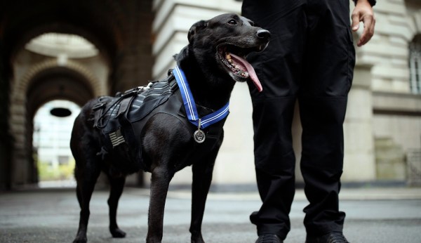 Secret Service dog who stopped White House intruder honored with award in Britain