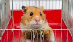 Going ham: Researchers make hamsters aggressive through gene manipulation