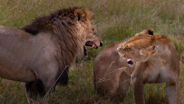 Captive big cats shot dead after mauling ‘Lion Man’ keeper to death