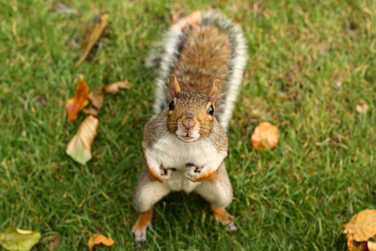 Colorado squirrel tests positive for plague