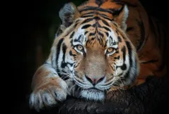 Houston police search for tiger and owner out on bond after murder charge