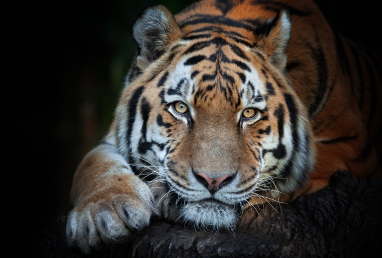 Houston police search for tiger and owner out on bond after murder charge