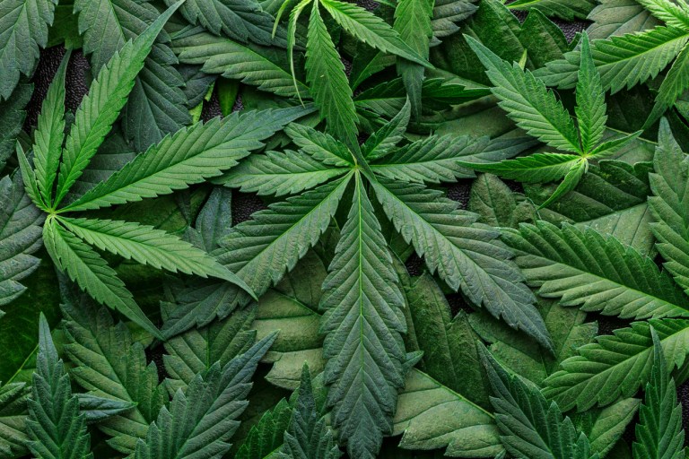 High-minded education: Universities offer cannabis certifications