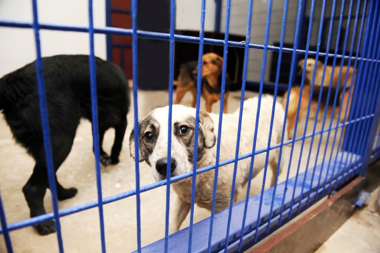 Google sues international puppy scammer