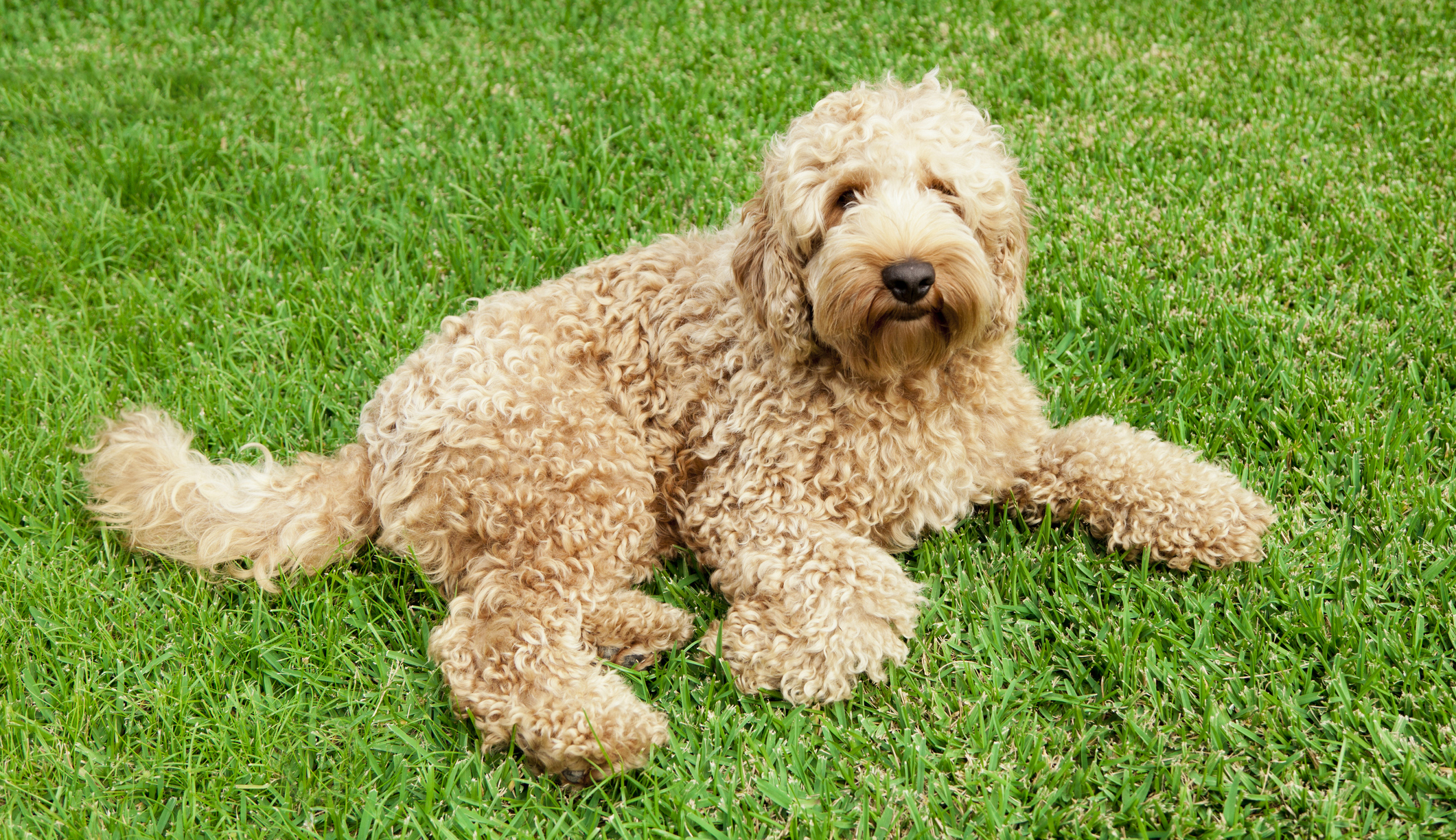 Labradoodle creator laments having ‘released a Frankenstein monster’