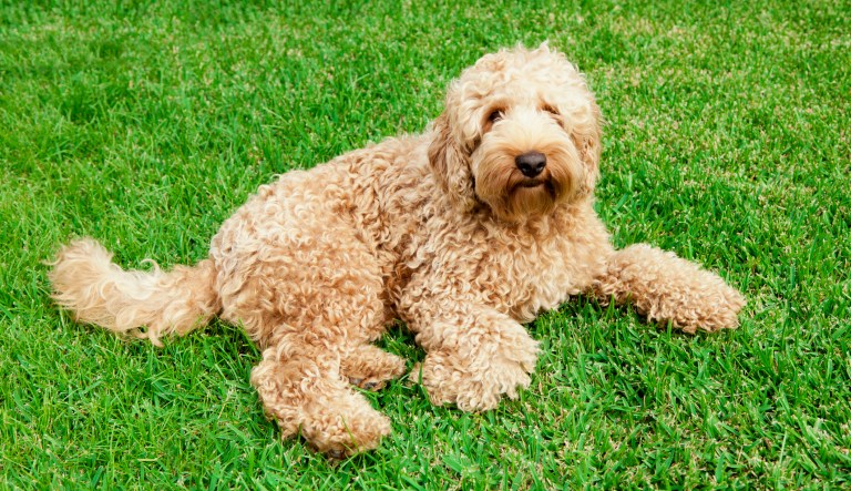 A labradoodle laying in lush grass.