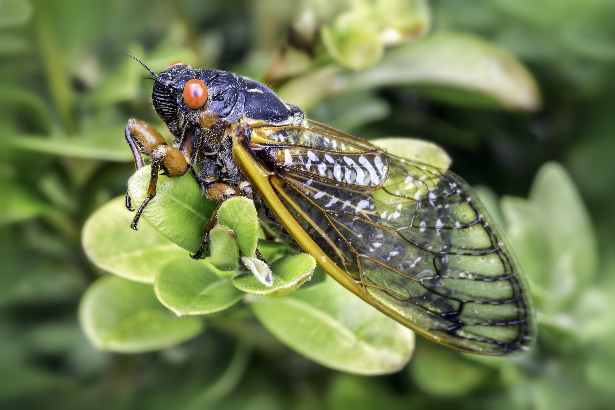 The cicadas are coming: What to expect from the 2021 brood