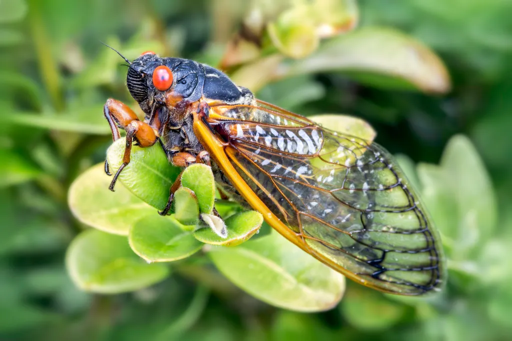 The cicadas are coming: What to expect from the 2021 brood