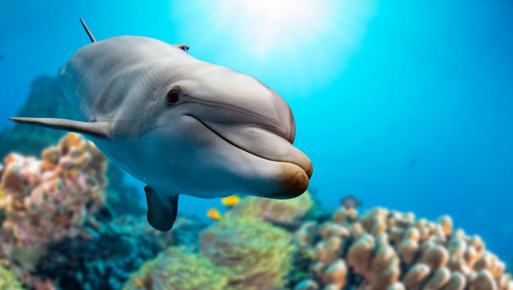 Multiple swimmers fall victim to rampaging dolphin