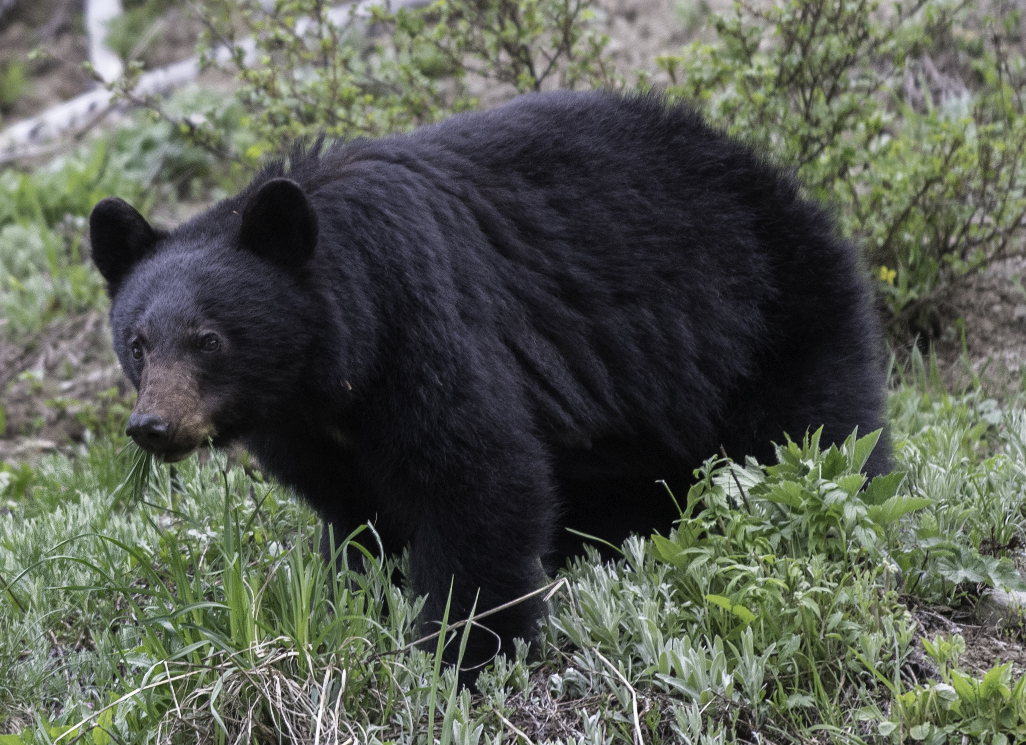 Washington state court rules against black bear hunting permits