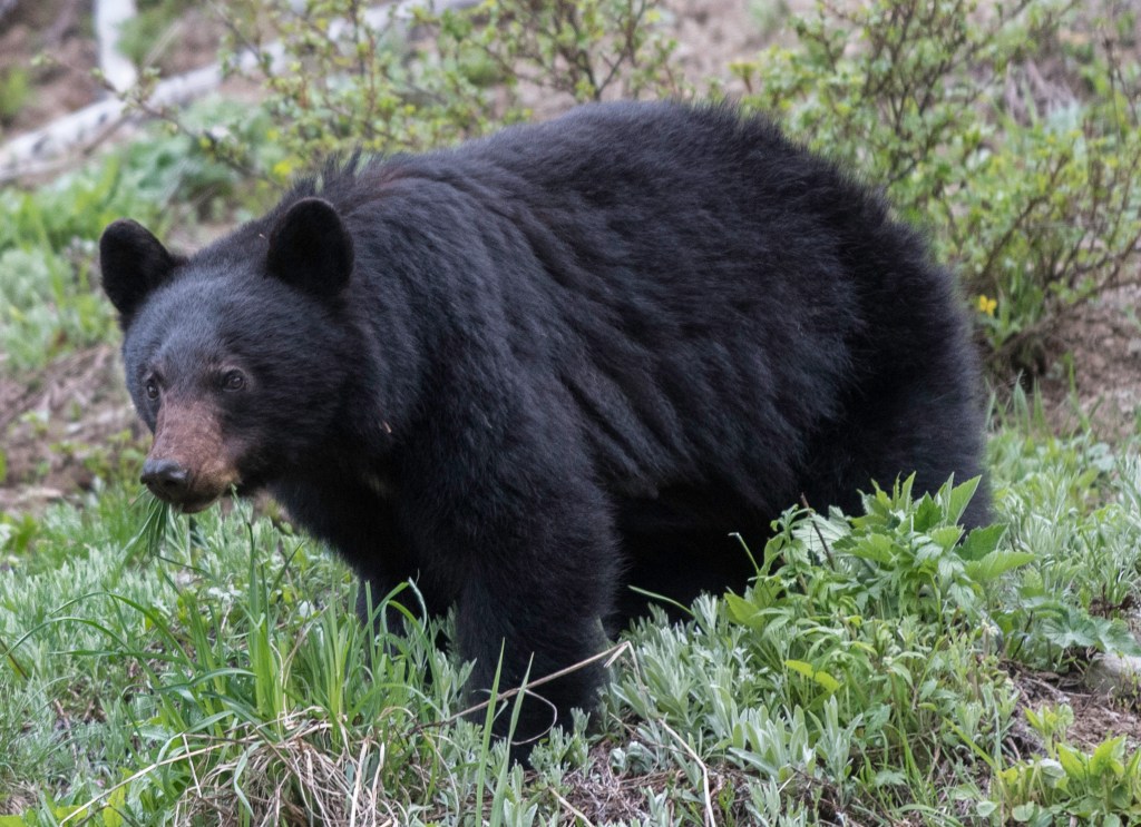 Washington state court rules against black bear hunting permits