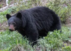 Washington state court rules against black bear hunting permits
