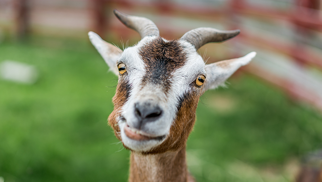 Should we call it ‘Goat Fluid’?: The FDA’s ridiculous definition of milk