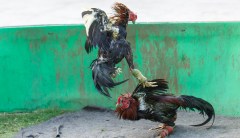 Cockfighting ban expanded to US territories in bill headed to Trump’s desk