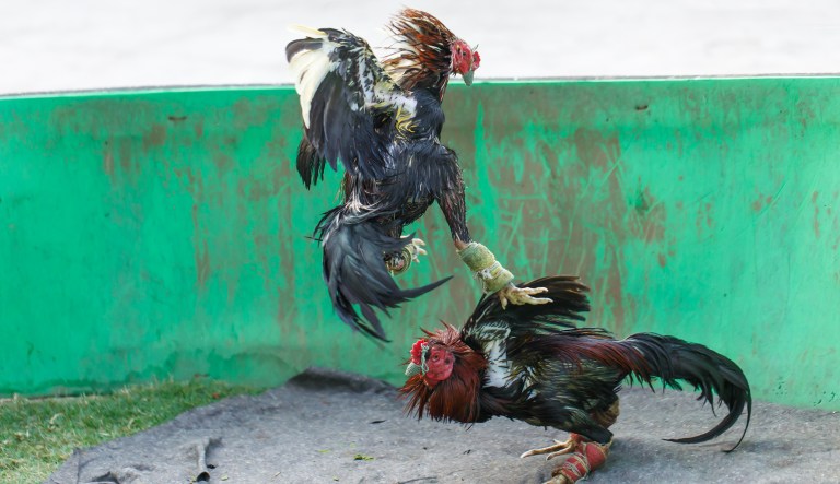 Gamecocks fight. 