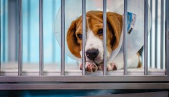 Humane Society in Florida rescues over 40 beagles from Virginia breeding facility