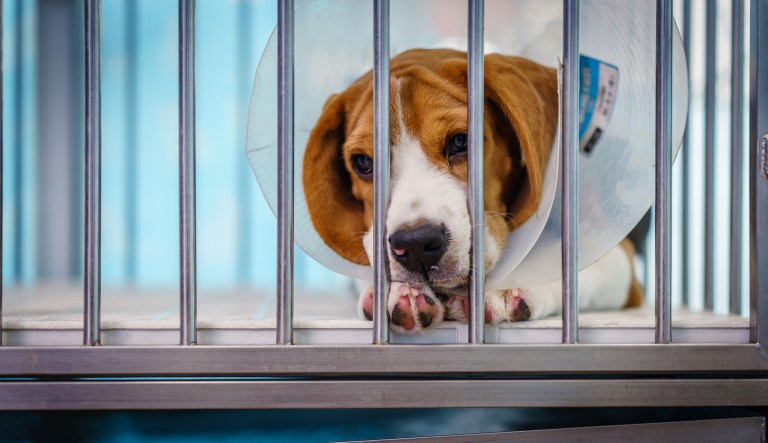 The VA needs to stop experimenting on dogs