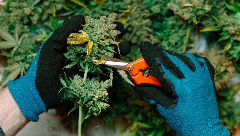 STATES Act leafs much to be desired for marijuana advocates