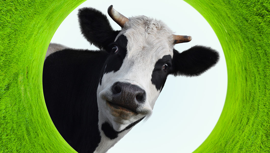 South Carolina cow positive for mad cow disease