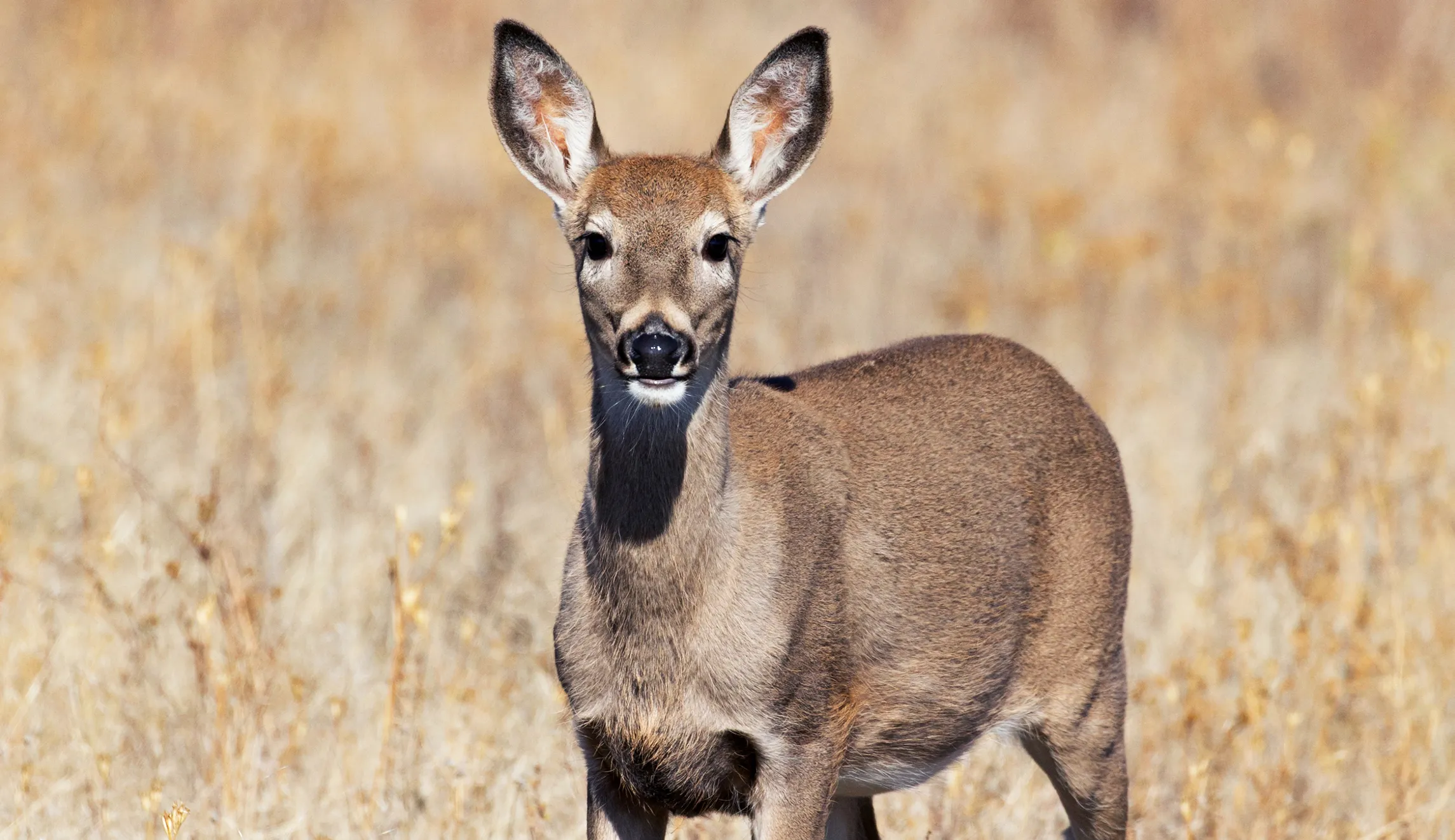 Fly Fishing Geek Fest