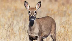 Oh, deer.