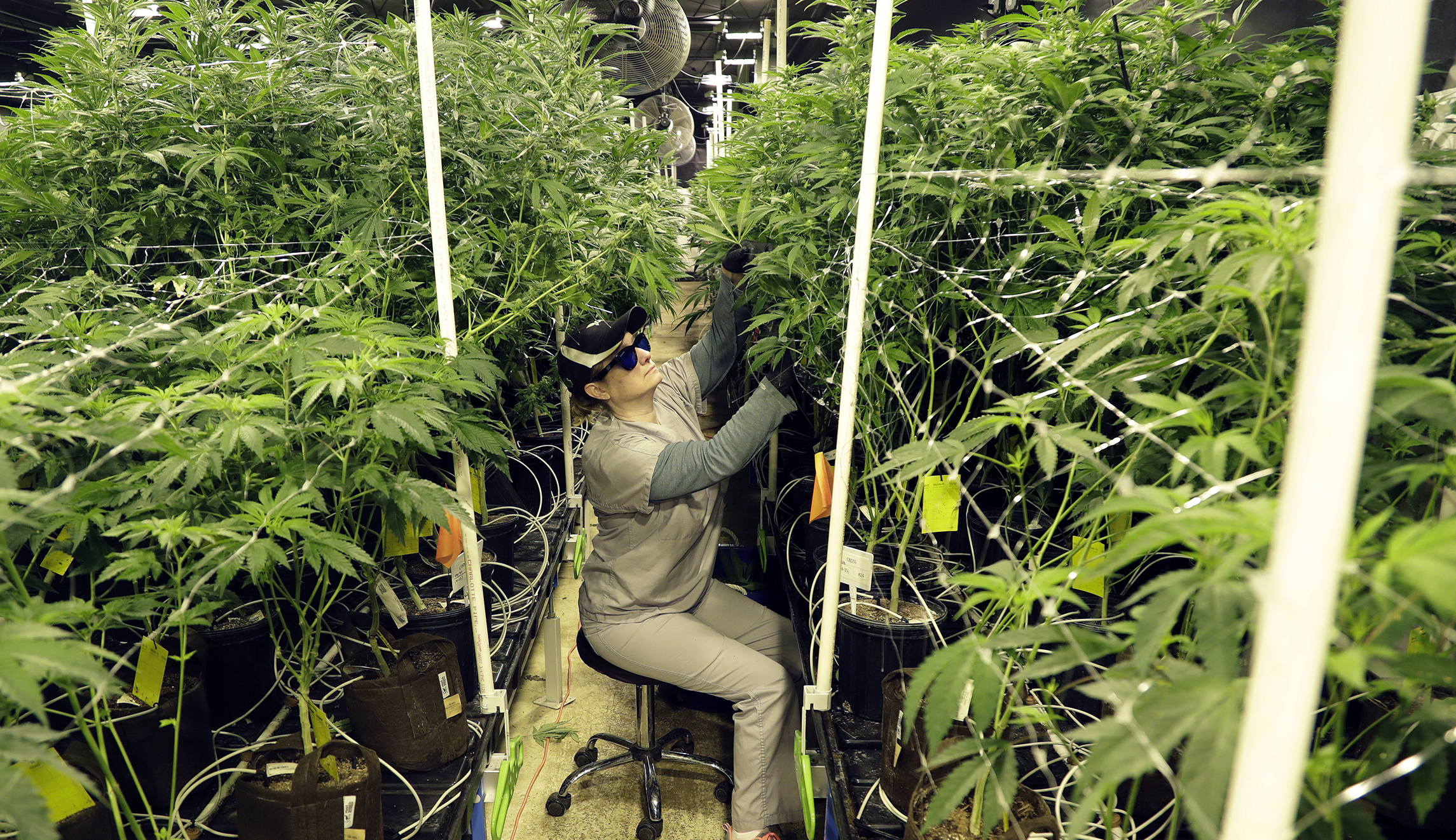 Legalized marijuana is a global warming nightmare